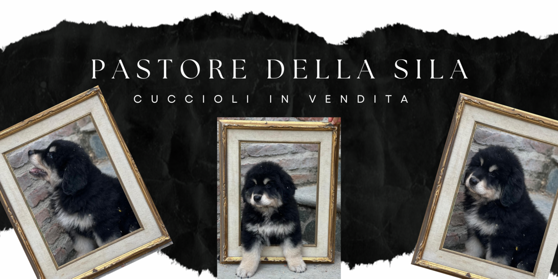 Cuccioli di Pastore della Sila in Vendita