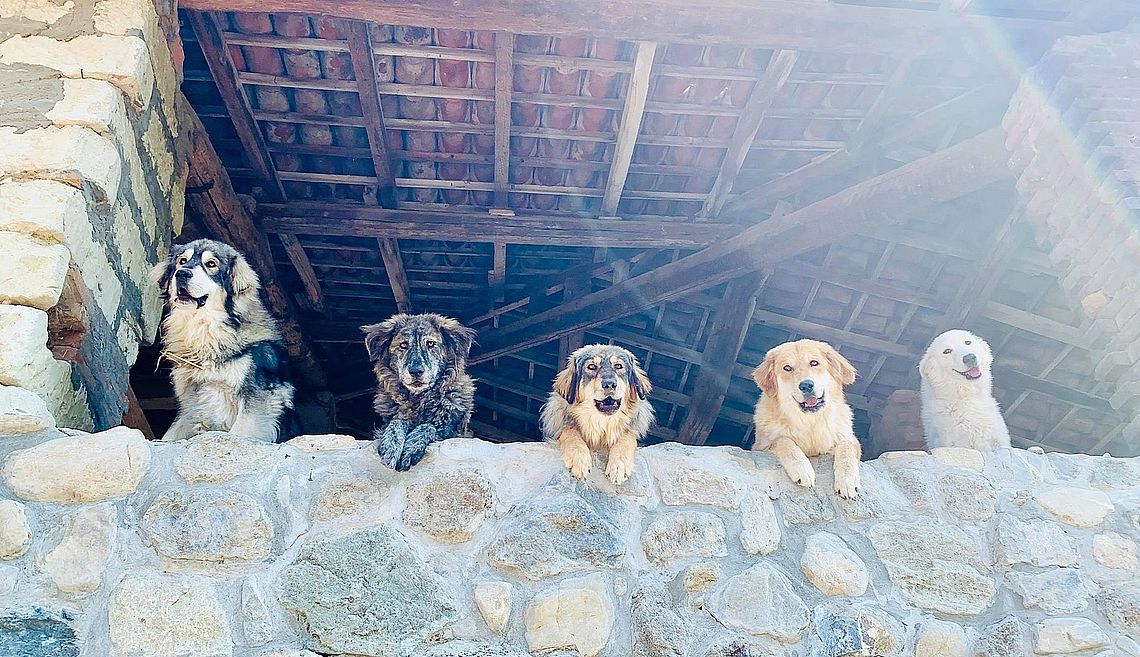 colori pastori dellasila