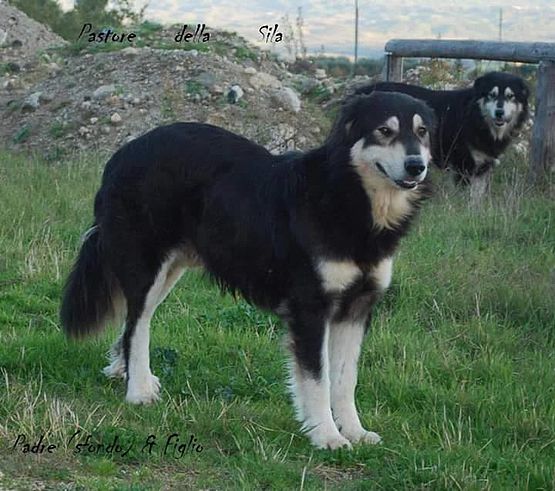 coppia pastori della Sila, silani jelini